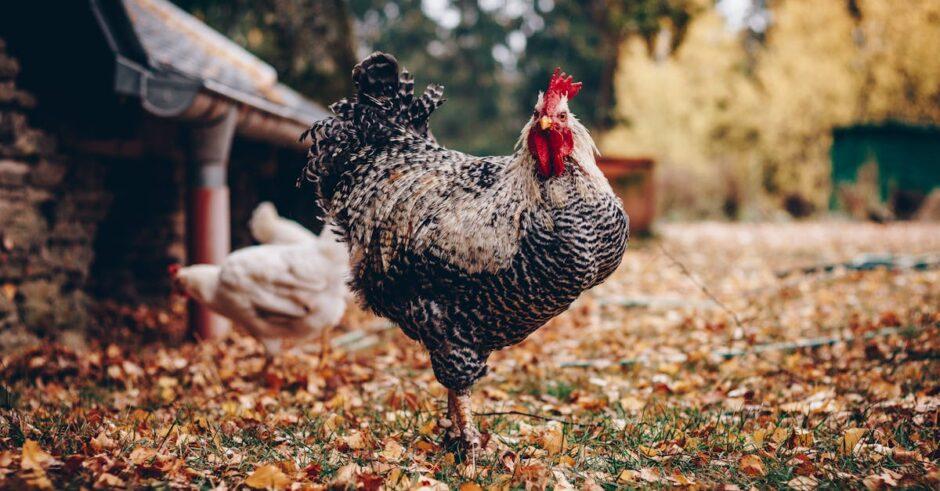 découvrez des recettes délicieuses et variées à base de poulet, des conseils culinaires et des astuces pour préparer ce plat savoureux qui ravira toutes les papilles.