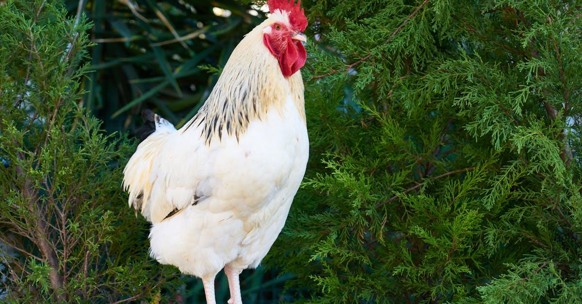 découvrez notre guide complet sur le poulet, une viande délicieuse et polyvalente. recettes savoureuses, conseils de cuisson et informations nutritionnelles pour savourer pleinement ce plat incontournable de la cuisine française.