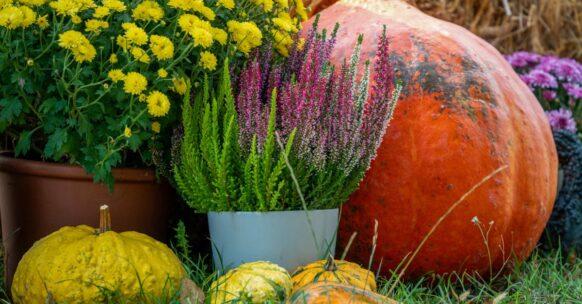 découvrez la butternut, une courge savoureuse et polyvalente, parfaite pour des recettes réconfortantes et nutritives. apprenez à la préparer et à l'intégrer dans vos plats pour profiter de ses bienfaits santé tout en régalant vos papilles.