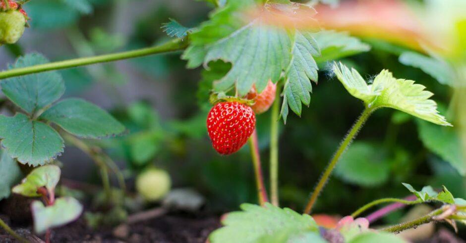 découvrez notre délicieuse gamme de produits à base de fraises. savourez la fraîcheur et le goût sucré des fraises cultivées avec soin. idéal pour des desserts, des smoothies ou simplement à déguster seules, nos fraises raviront toutes vos envies gourmandes.