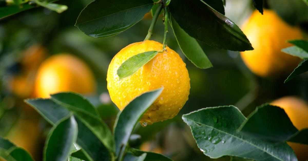 découvrez la douceur et le goût rafraîchissant des sablés au citron, une recette délicieuse et fondante qui réveillera vos papilles avec son parfum zesty et sa texture croustillante. parfait pour accompagner vos thés ou comme gourmandise à tout moment de la journée.