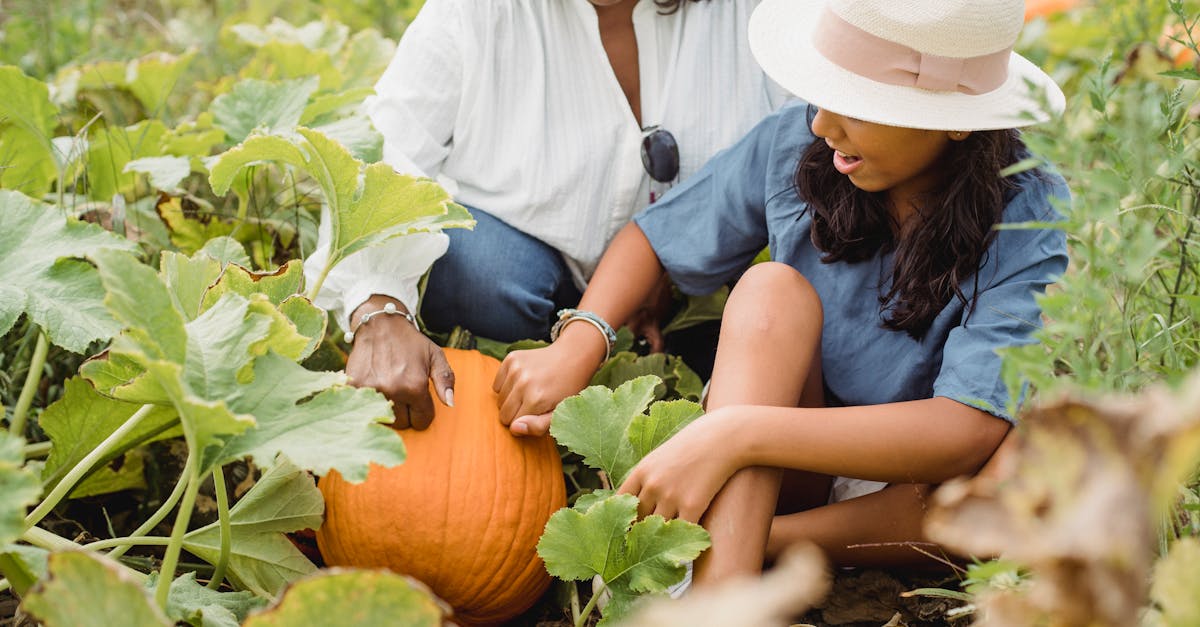 découvrez l'univers fascinant de la citrouille, un symbole emblématique de l'automne. explorez ses recettes savoureuses, ses bienfaits nutritionnels et des idées créatives pour la décoration d'halloween. plongez dans l'histoire et les traditions entourant ce légume polyvalent et savourez chaque instant de sa saison.