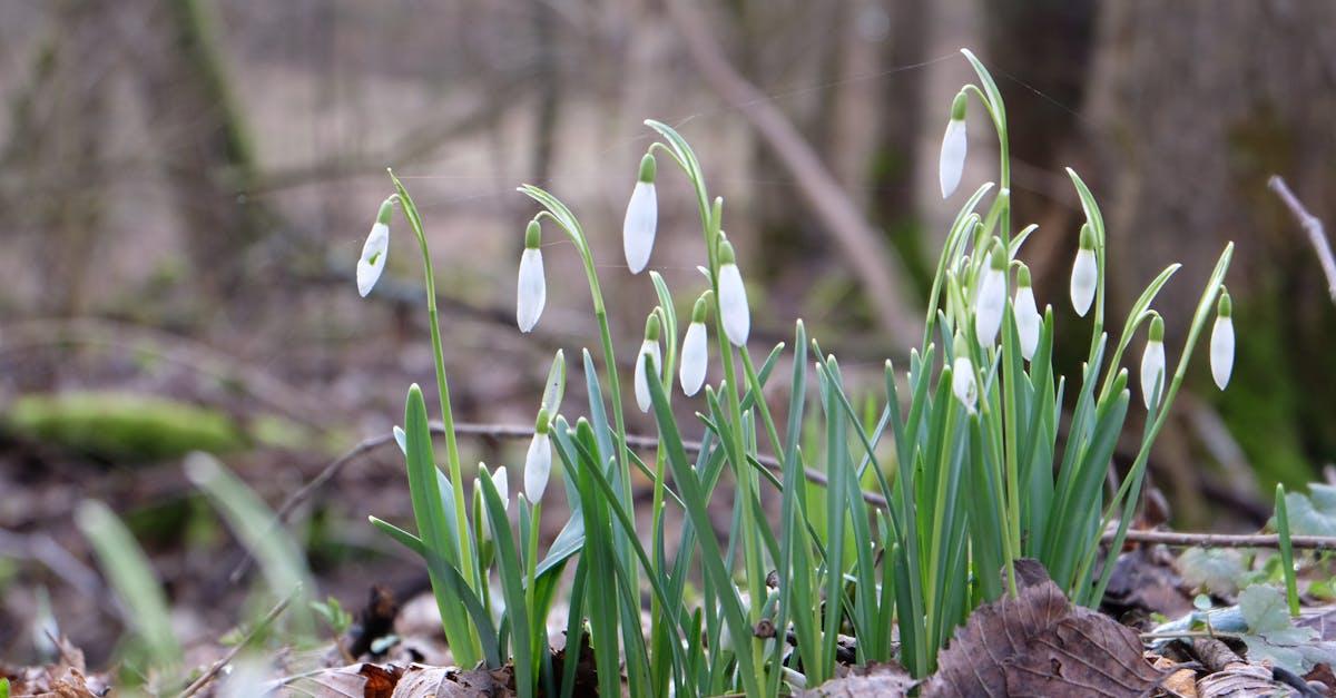 découvrez l'envoûtante forêt blanche, un écosystème unique où la beauté de la nature se mêle à des paysages féériques. partez à l'aventure et explorez des sentiers paisibles, une faune diversifiée et des panoramas à couper le souffle.