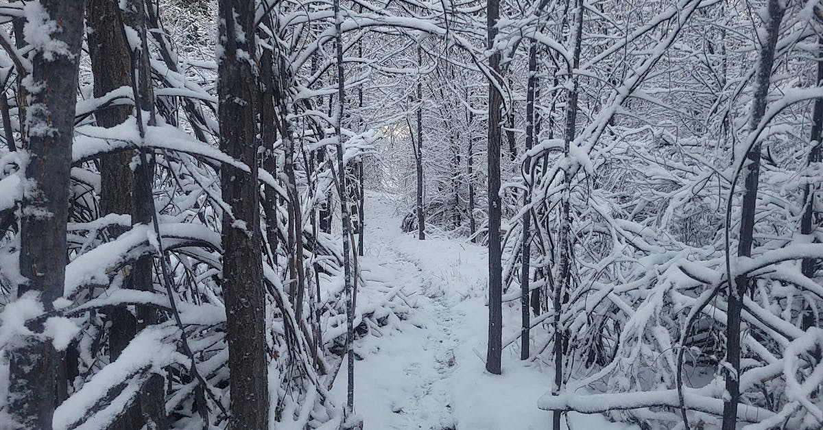 découvrez l'envoûtante forêt blanche, un lieu magique où la neige scintille sous le soleil et où la nature révèle sa beauté pure. parfait pour une escapade hivernale, cette forêt vous invite à explorer ses sentiers enneigés et à vous immerger dans un paysage féérique.